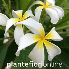 Talea/pianta - Plumeria AMMARON'S CURLY WHITE - frangipani bianca pomelia USA, usato usato  Palermo