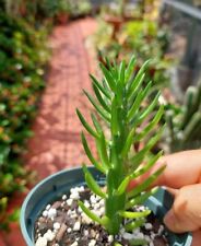 Austrocylindropuntia subulata  for sale  Fort Lauderdale