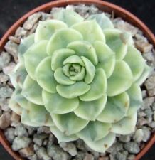 Echeveria tinkerbell variegate for sale  EASTBOURNE