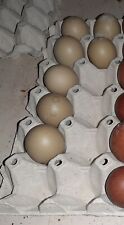 Uova feconde fertili usato  Siena