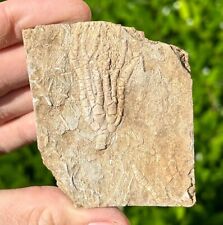 Nice fossil crinoid for sale  Coppell