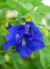 Butterfly pea clitoria for sale  Shipping to Ireland