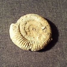 Ammonit fossilien versteinerun gebraucht kaufen  Hannover