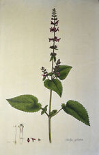 1778 stachys sylvatica gebraucht kaufen  München