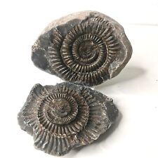 Found british ammonite for sale  MARKET RASEN