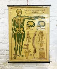 Vintage anatomical skeleton for sale  HASTINGS
