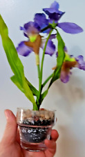 Faux silk irises for sale  Riverside