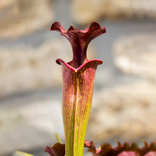 Sarracenia angel timothy d'occasion  Nesles-la-Vallée