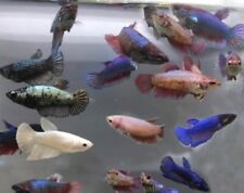 Beautiful blue female for sale  STOKE-ON-TRENT