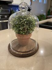 plants cloche glass for sale  Phoenix