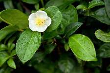 Camellia sinensis darjeeling for sale  Shipping to Ireland