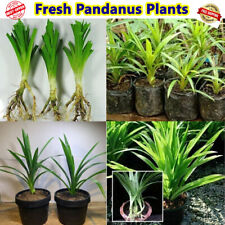 Plant Pandan Live Pandanus Amaryllifolius Da Leaves Rooted Fresh Fragrant Plants for sale  Shipping to South Africa