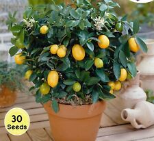 30 Dwarf Lemon Tree Indoor House Plant Outdoor Plants Seeds RARE Home Decor for sale  Shipping to South Africa