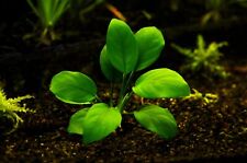 Aquariumpflanze anubias barter gebraucht kaufen  Viernheim
