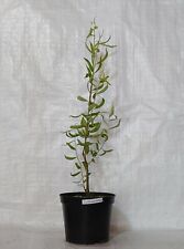 Contorted willow twisted for sale  PRESTON