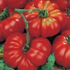 Italienische tomate marmande gebraucht kaufen  Ronsdorf