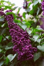 5ft syringa lilac for sale  WEST MALLING