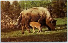 Postcard bison cow for sale  Stevens Point