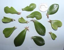 Rooted jade leaf for sale  ANDOVER