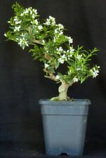 Bonsai citrus myrtifolia gebraucht kaufen  Knielingen