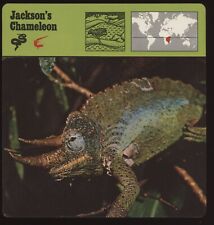Jackson chameleon safari for sale  Waupun