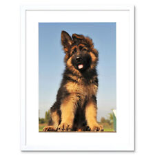 Puppy german shepherd for sale  EDINBURGH