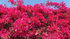 Bougainvillea plant  cutting for rooting and propagation for sale  Shipping to South Africa