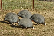 Guinea hen hatching for sale  Loretto