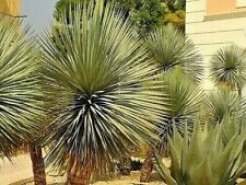 Yucca rostrata offerta usato  Sonnino
