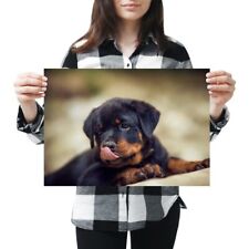 Cute rottweiler puppy for sale  SELBY