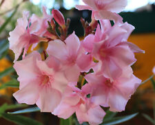Używany, 3 sadzonki oleandrów - Madame Allen - różowy kwiat o zapachu na sprzedaż  Wysyłka do Poland