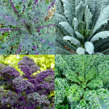 Kale garden blend for sale  Sevierville
