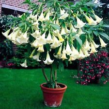 Angels trumpet brugmansia for sale  ROCHESTER