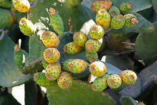 Samen feigenkaktus kaktusfeige gebraucht kaufen  Eisingen