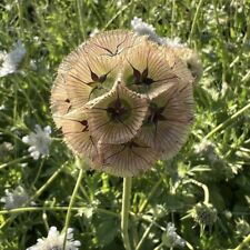 Scabiosa ping pong for sale  UK