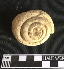 Fossile schnecke marokko gebraucht kaufen  Eichstätt