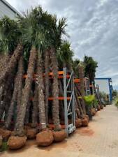 Trachycarpus fortunei hanfpalm gebraucht kaufen  Ettenheim