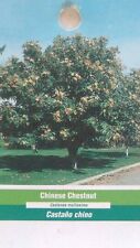 Chinese chestnut tree for sale  Ben Wheeler