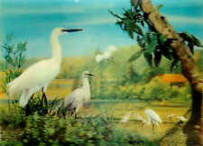Lenticular postcard birds for sale  Farmer City