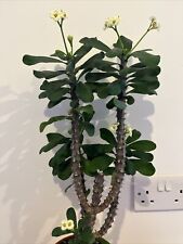 Euphorbia milii white for sale  UK