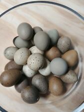 Fertile button quail for sale  Panama City
