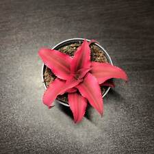 Cryptanthus bivittatus super for sale  UK