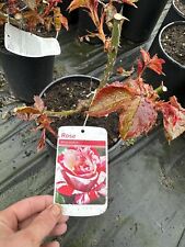 Abracadabra hybrid tea for sale  WISBECH