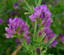 Lucerne alfalfa nitrogen for sale  DARLINGTON