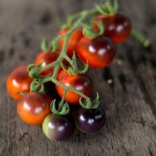 Blueberries tomato seeds for sale  Seymour