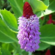 Primula vialii orchid for sale  STOCKPORT