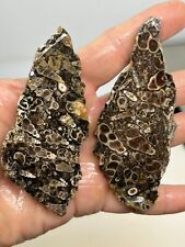 Turritella agate fossil for sale  Shipping to Ireland