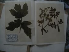 Herbarium einheimische präpar gebraucht kaufen  Konnersreuth