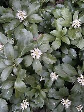 Pachysandra rooted plants for sale  Newfoundland