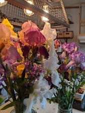 Rizomas de iris barbudo alto - colección de 6 plantas perennes frescas, usado segunda mano  Embacar hacia Argentina